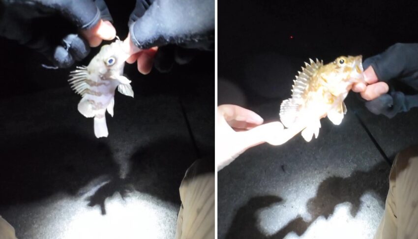 リリースサイズのメバルとガシラ