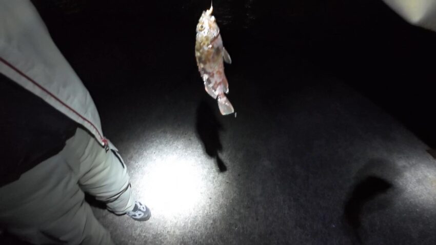 弟が良型ガシラの釣果