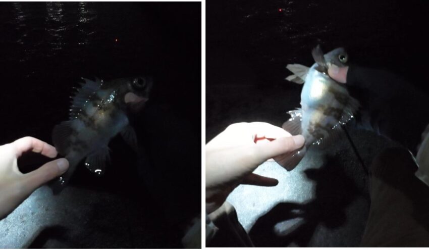 キープサイズのメバルが2匹