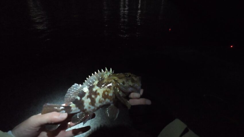 25cmクラスのガシラ