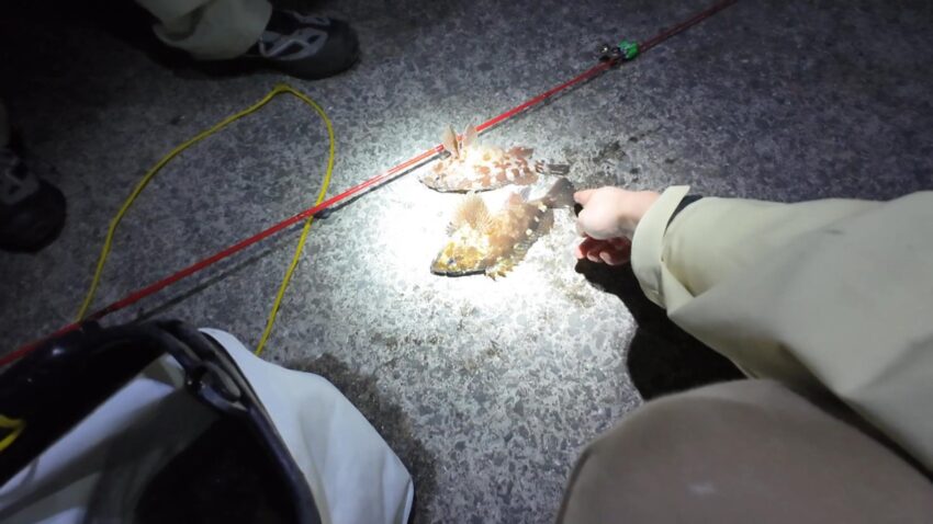 今日イチ論争でサイズ比べ