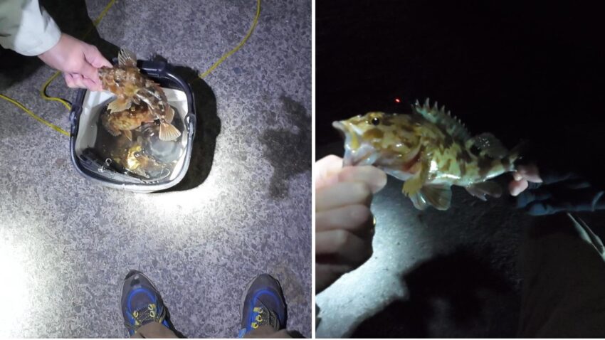 ガシラの釣果が絶好調