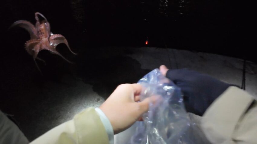 エビ撒き釣りでタコの釣果