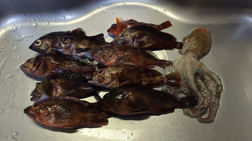 泉佐野食品コンビナートでのメバルとガシラとタコの釣果