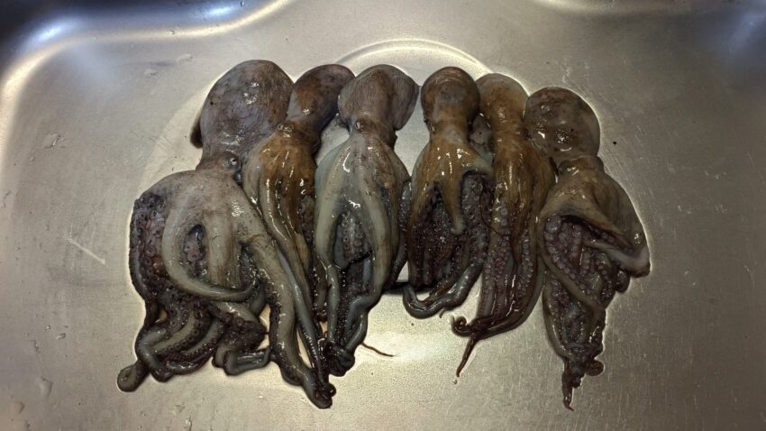 忠岡コンビナートでのタコ釣果