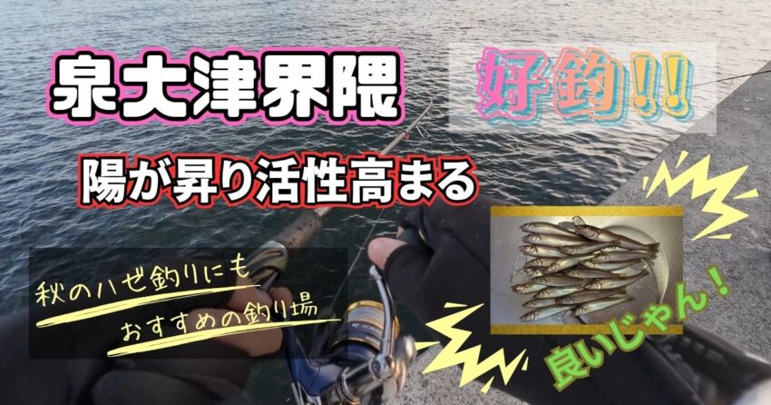 泉大津界隈でのキス釣り釣果