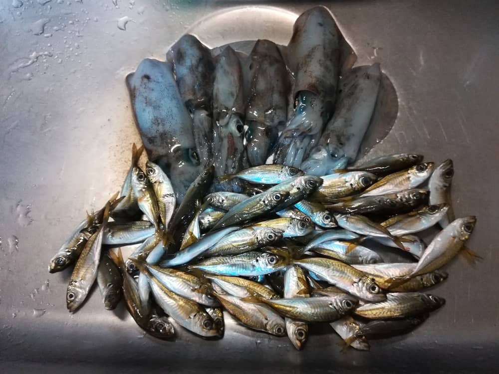 田井漁港でのアオリイカとアジの釣果