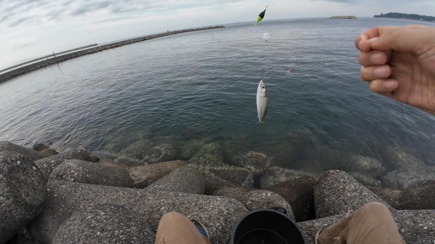 サバが走りまくる