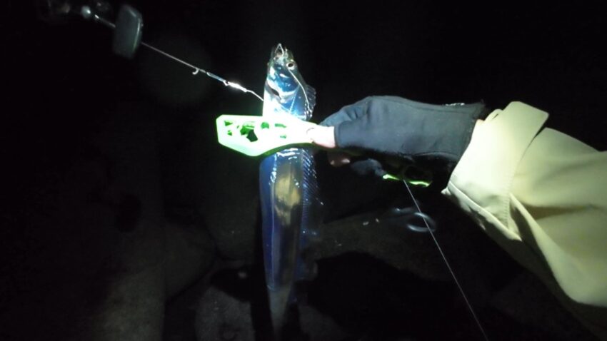 3本目の太刀魚釣果