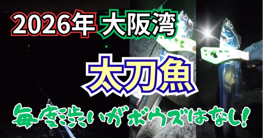 【2026年】大阪湾の太刀魚釣果