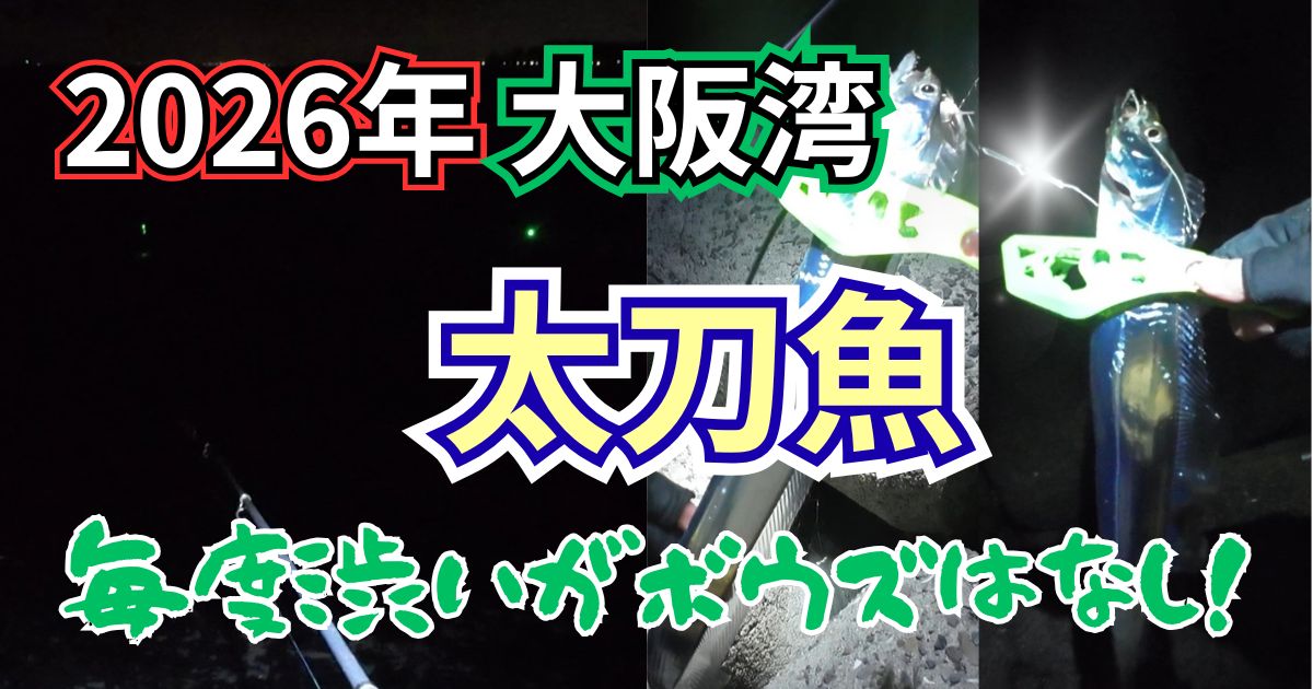 【2026年】大阪湾の太刀魚釣果