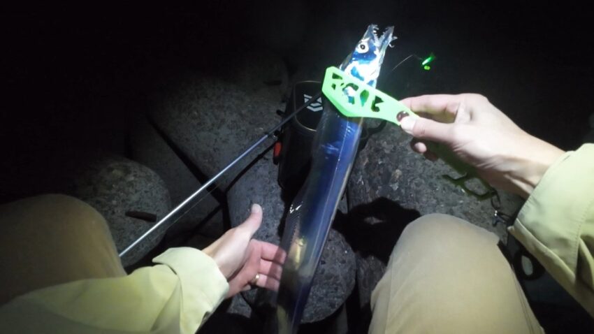 ファーストヒットの太刀魚