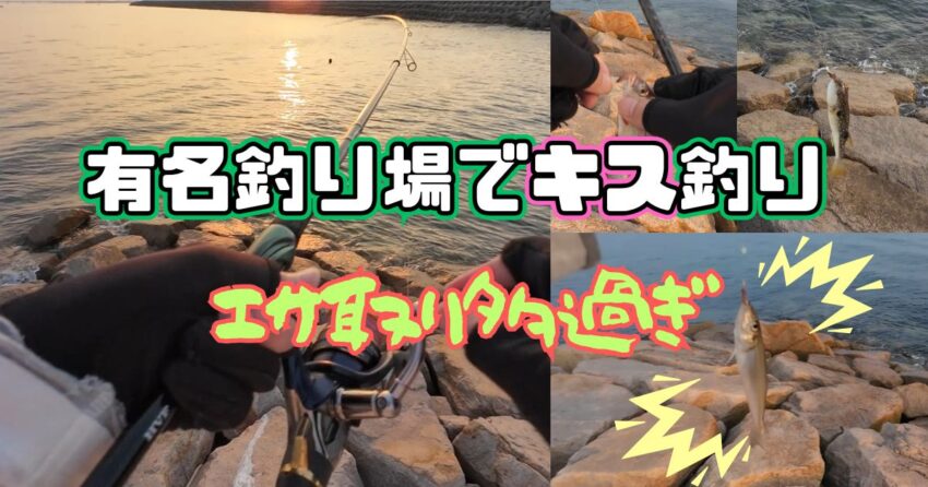 泉南のキス釣り釣果