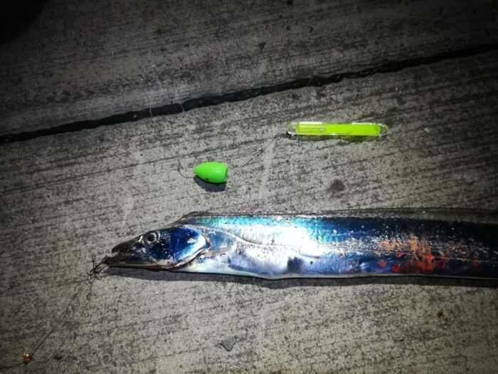 最強釣法でもタチウオゲット!