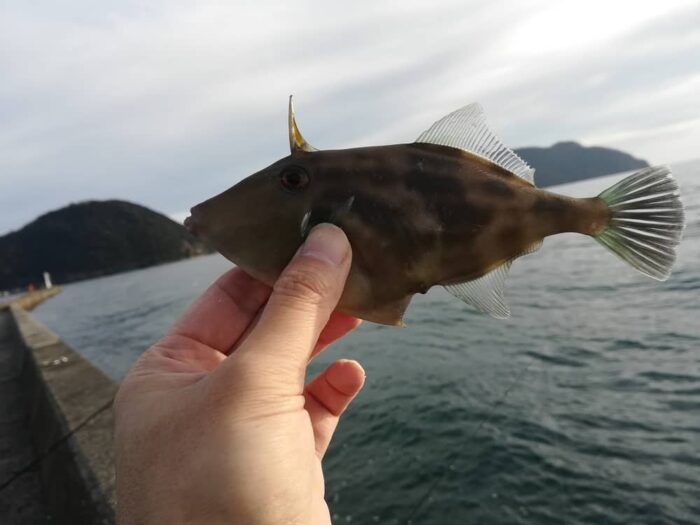 養老漁港はウマヅラハギが多い