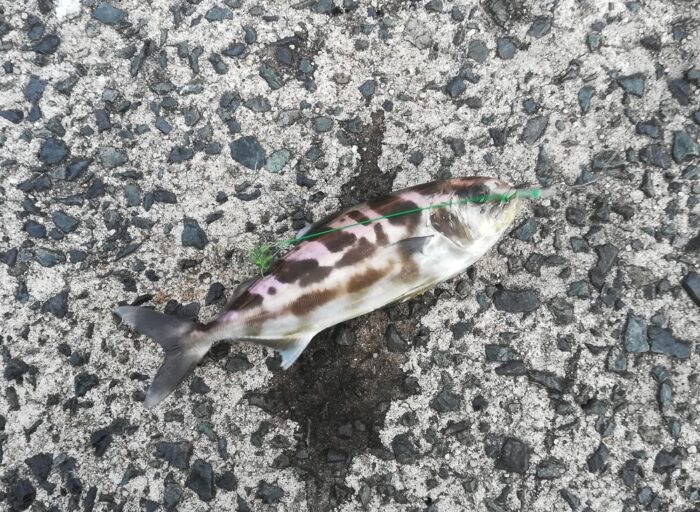 アイブリの釣果