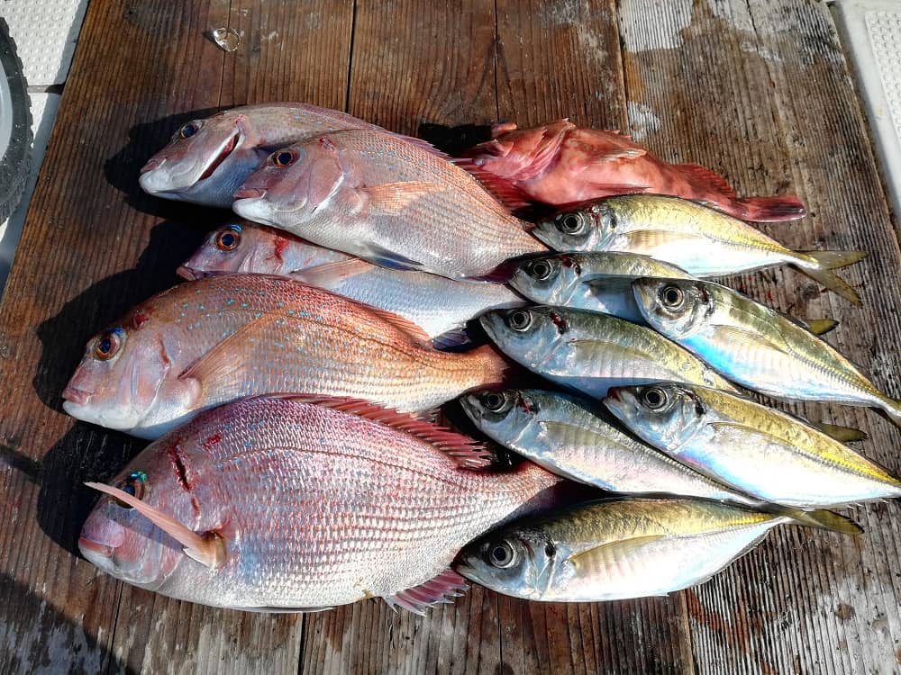 年の初釣り 冬の淡路島で真鯛釣りも激渋 釣りのネタ帳