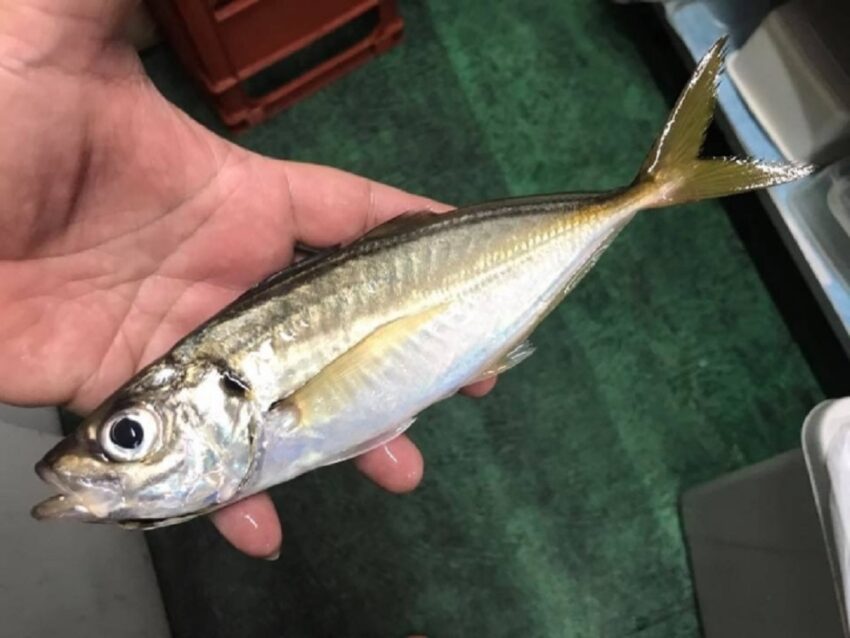 釣りターゲットとして大人気の【アジ】
