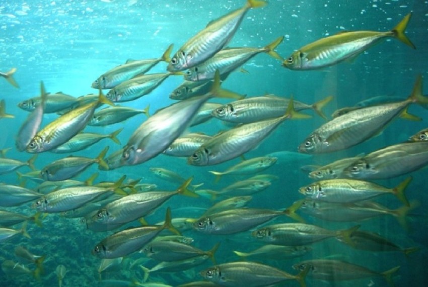 アジは回遊性の魚