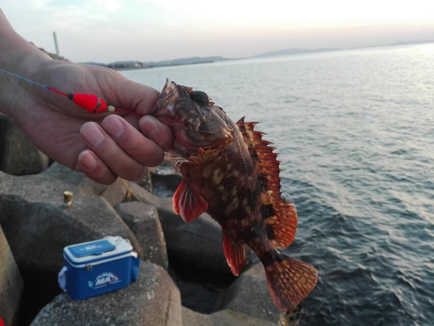 探り釣りで気軽に楽しめるカサゴ(ガシラ)