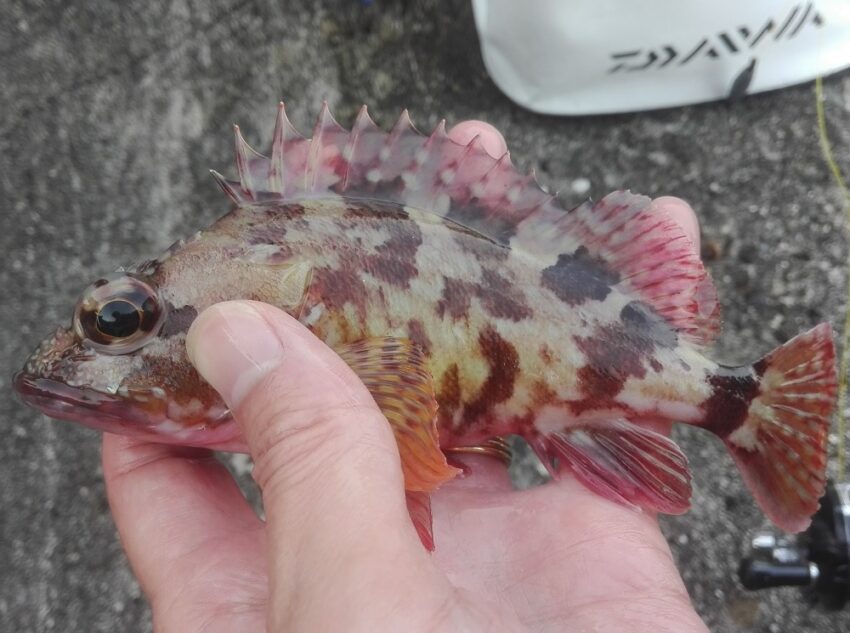 愛嬌のある頭でっかちなガシラ
