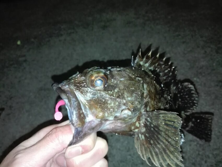 カサゴの大物狙いなら夜釣りが一番