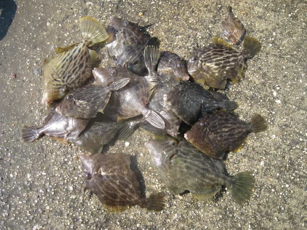 カワハギの数釣り