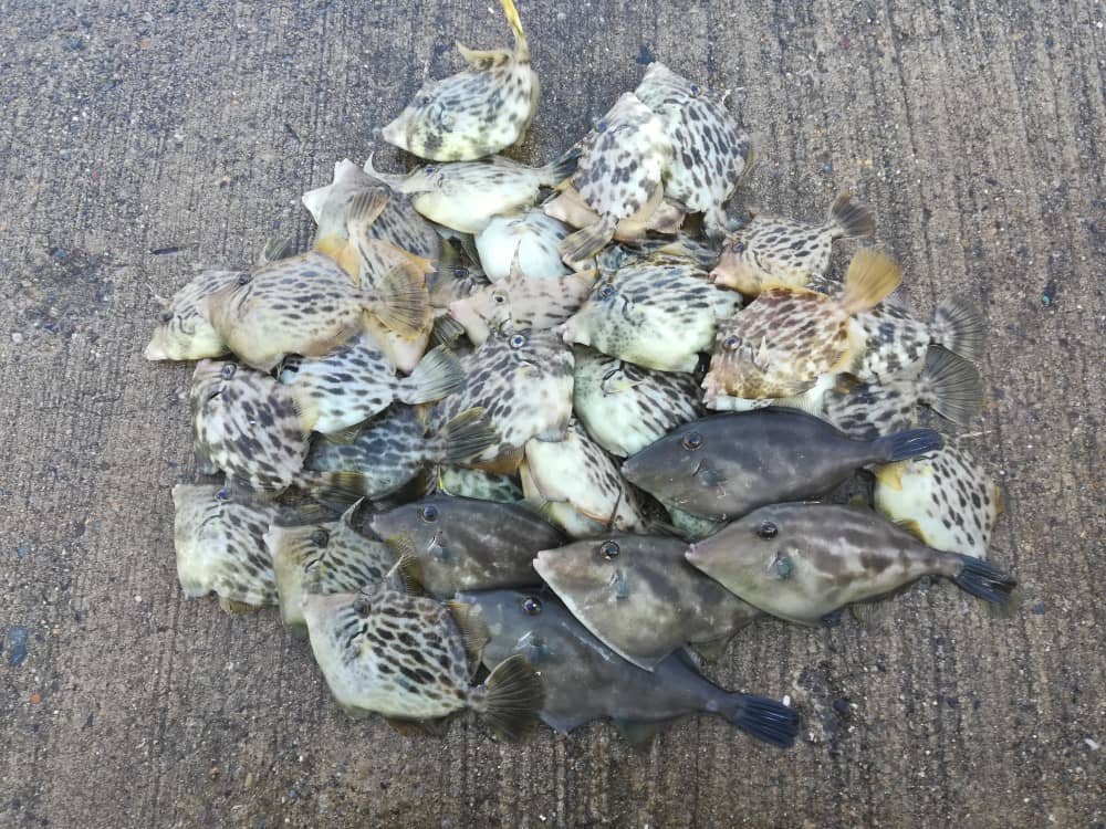 カワハギが多い釣り場では標準仕掛けが最強