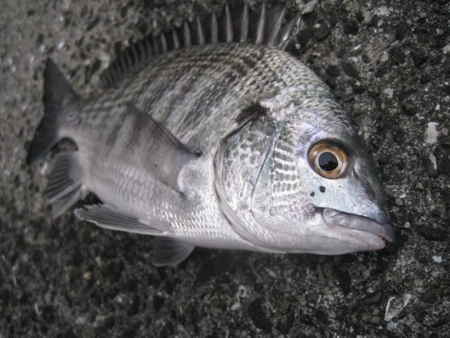 チヌ(クロダイ)の特徴、釣り場、シーズン