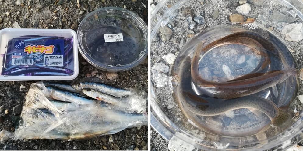 太刀魚の引き釣りで使うエサ