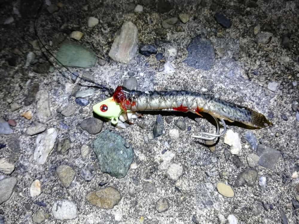 ドジョウはテンヤのサイズに合わせて頭側をカット