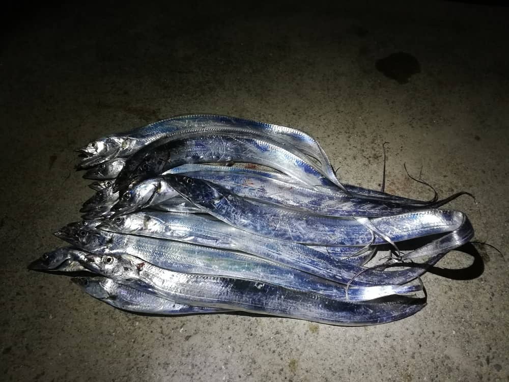 引き釣りで狙う太刀魚