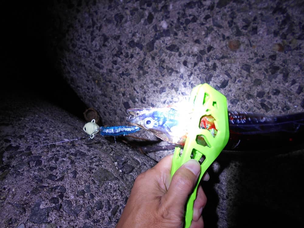 太刀魚は棚が変わる魚