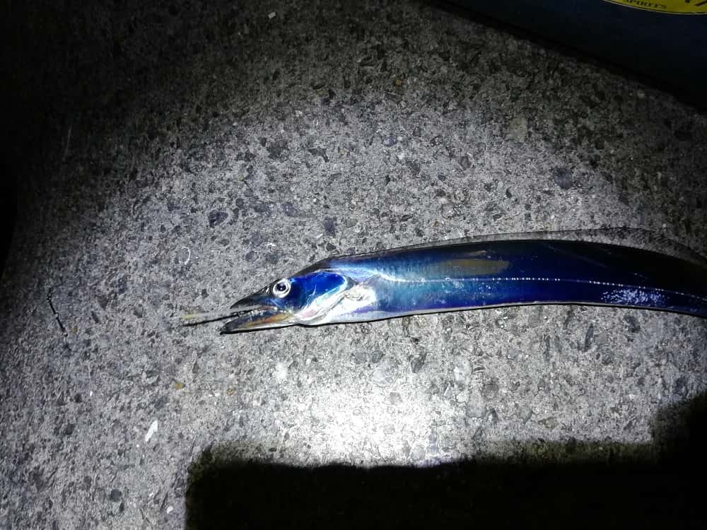 夜釣りの人気ターゲット太刀魚（タチウオ）
