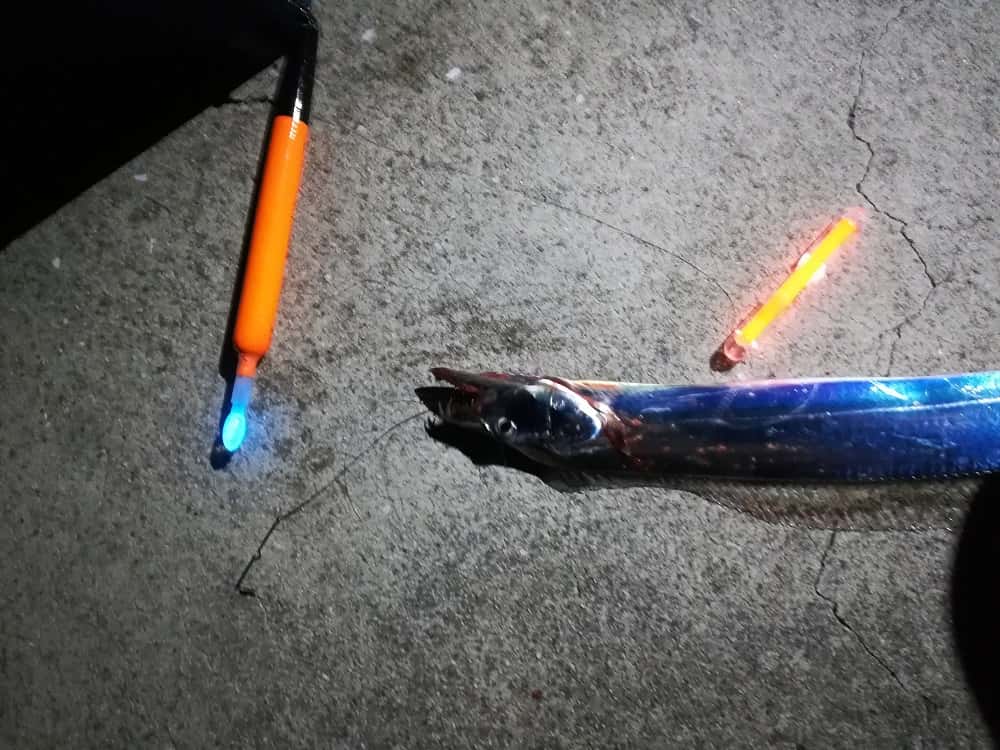 太刀魚の電気ウキ釣り仕掛け