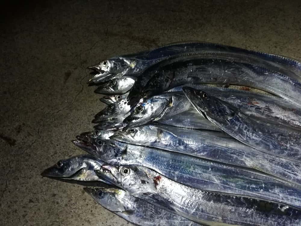 タチウオの釣り方のコツ