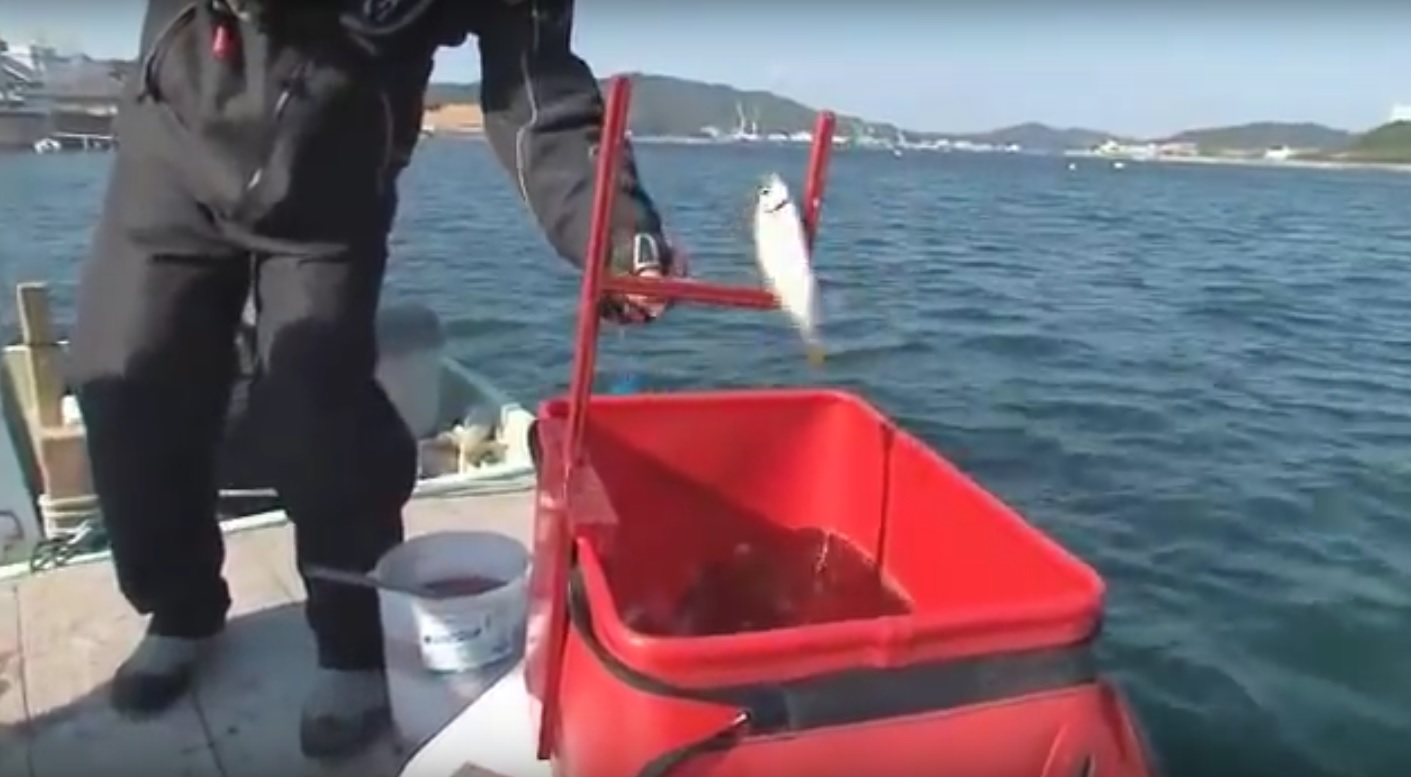 おさかな外し サビキで釣った魚を手を使わずに外す便利グッズ 釣りのネタ帳