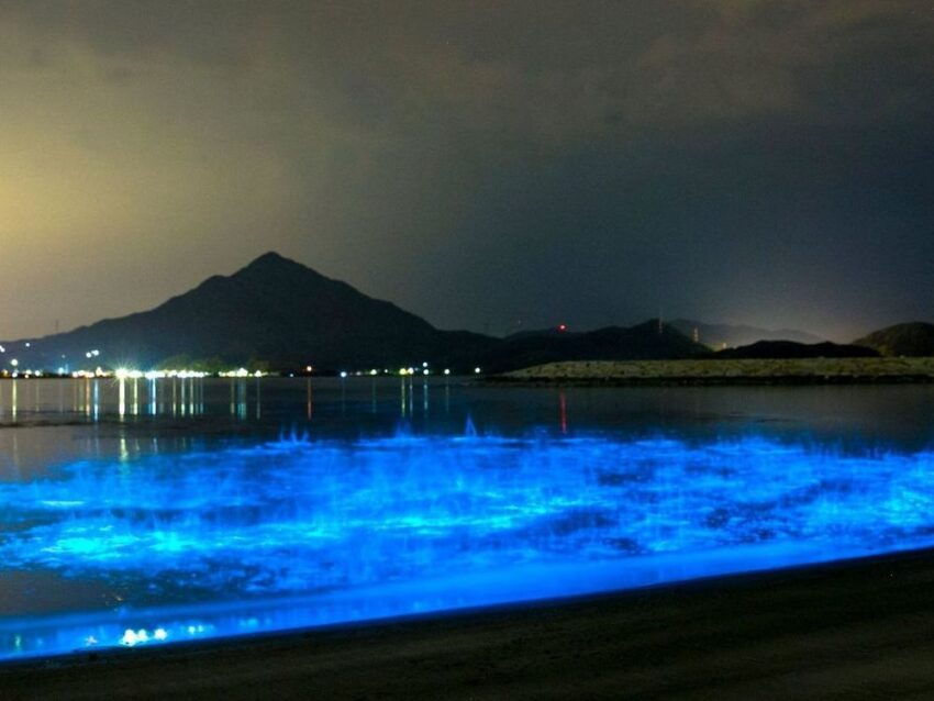 夜光虫
