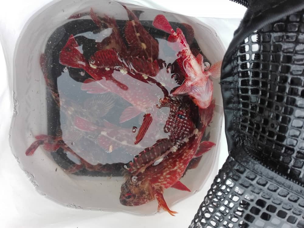 水汲みバケツは必須アイテム